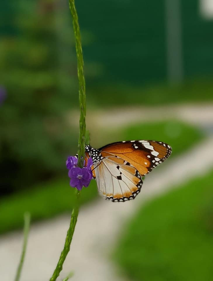 Tampines Changkat Butterfly Garden