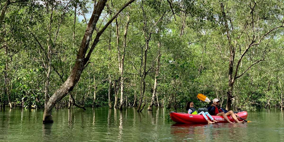 Mangrove Kayaking