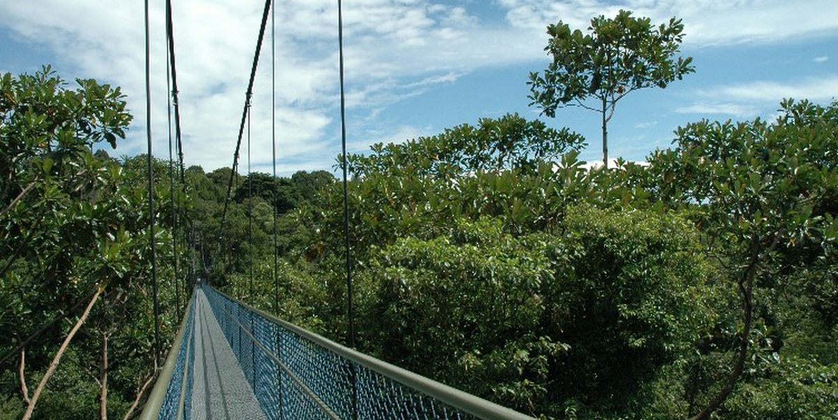 NParks TreeTop Walk