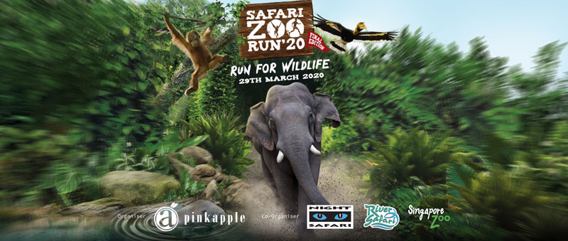 Safari Zoo Run