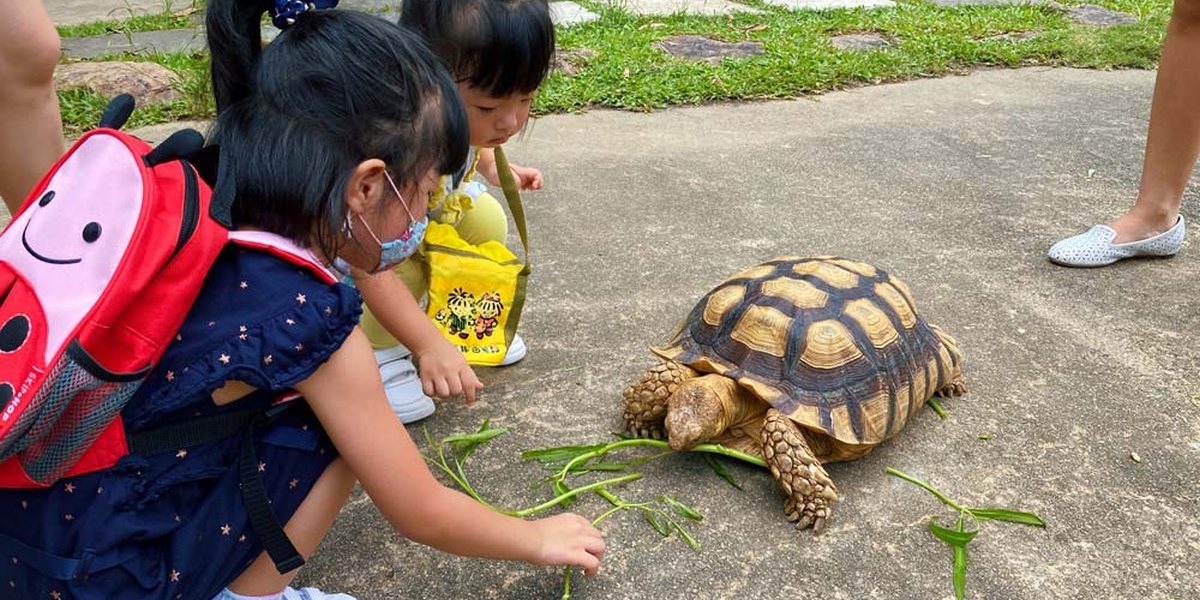 turtle museum